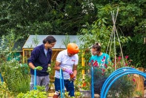 Three people working on an allotment